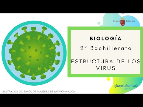 Composición química de los virus: un análisis en biología.