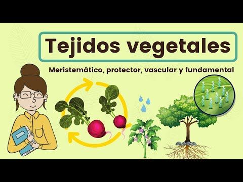 Tipos de tejidos vegetales y sus funciones: una descripción completa.