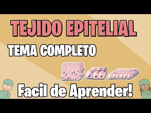 Tipos de células que componen el tejido epitelial de la boca