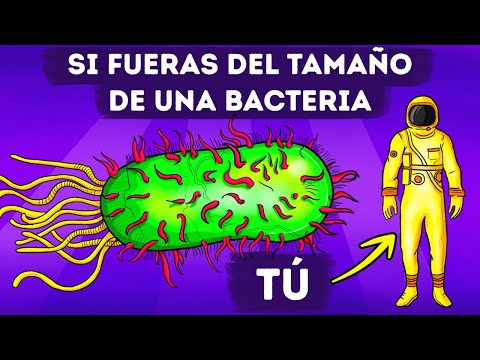 Qué sucedería si las bacterias de la tierra desaparecieran?
