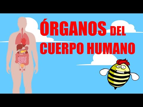Órganos externos del cuerpo humano: una guía para niños