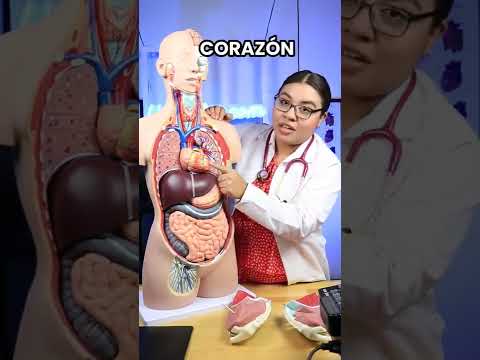 Estructura interna y disposición de órganos en los seres vivos