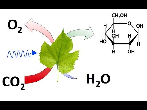 La descomposición del dióxido de carbono: obteniendo carbono y oxígeno.