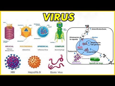 Composición química de un virus: ¿Cómo se compone?