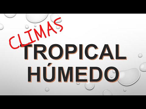 Características del clima tropical, húmedo: un análisis detallado.