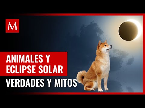 ¿Cuál es la influencia de las radiaciones solares en los animales?