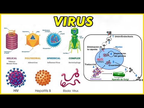 Definición y clasificación de virus: Todo lo que debes saber