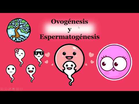 Esquema de la espermatogénesis y ovogénesis: un análisis detallado.