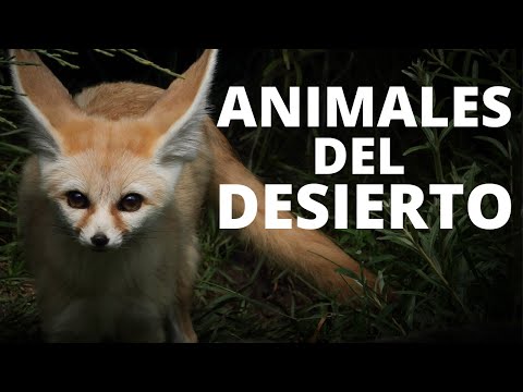 Cuáles animales viven en el desierto y cómo se adaptan