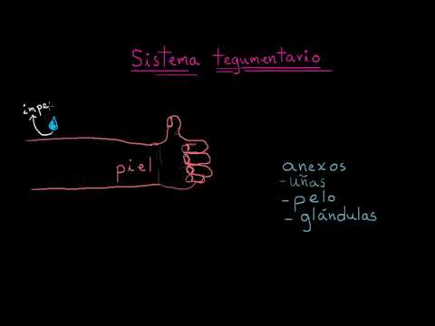 Cómo funciona el sistema tegumentario: un análisis completo en 10 palabras.