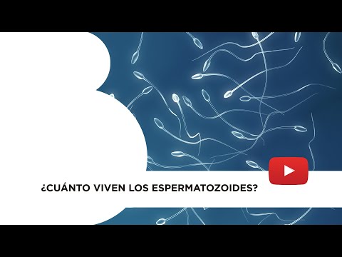 ¿Cuánto viven los espermatozoides masculinos y femeninos en el cuerpo?