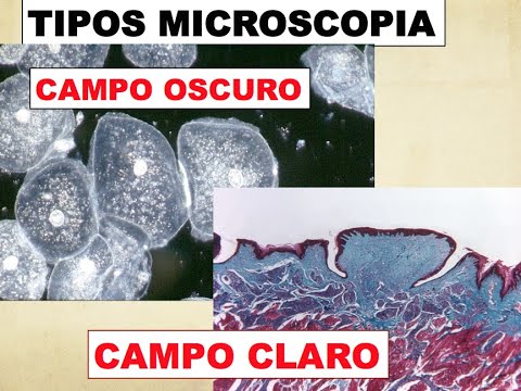 La importancia del microscopio de campo claro en investigación científica