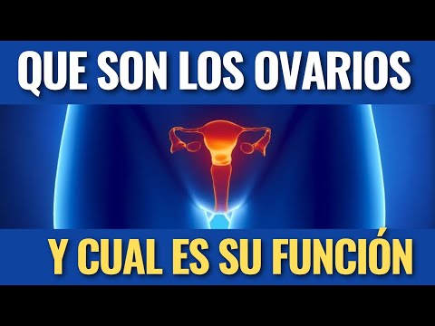 En los ovarios se producen las células femeninas, llamadas óvulos