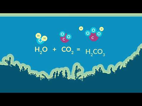 Cómo se presenta el carbono en el océano y en la atmósfera