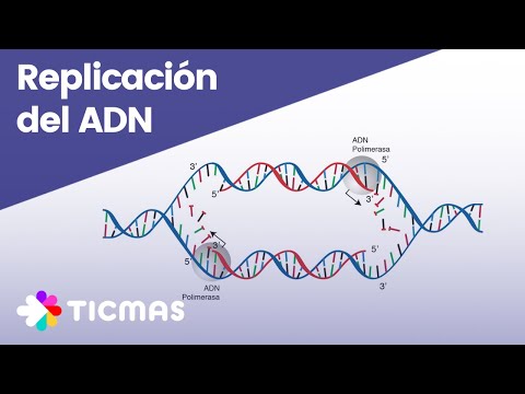 ¿Qué pasaría si el ADN no se replica antes de la división celular?