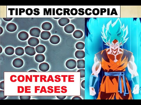 Microscopio de contraste de fases: sus partes y funcionamiento.