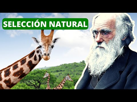 Selección Natural de Darwin y Wallace: La Evolución en Acción