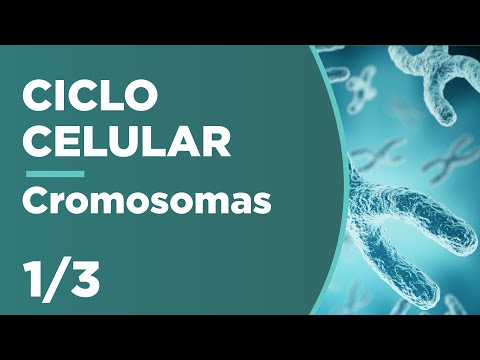 Tipos de cromosomas según el centrómero: una clasificación esencial