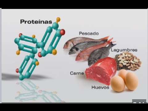 ¿Cuál es la importancia de las proteínas en nuestro cuerpo?