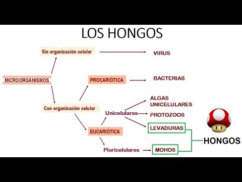 ¿Cómo se llama la ciencia que estudia los hongos?