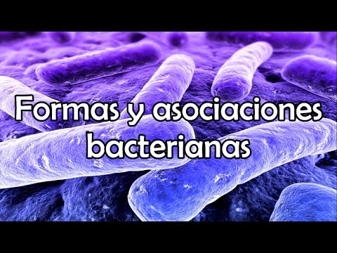 Forma y agrupación de las bacterias: un estudio fascinante.