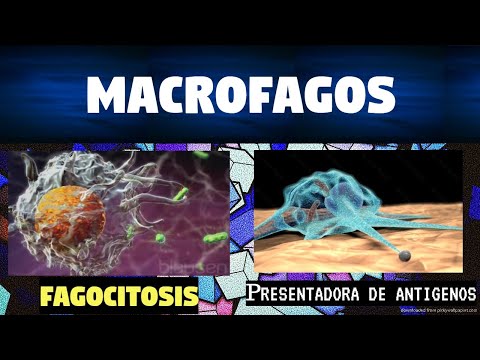 Función de los macrófagos: Inmunología y su importancia en la salud