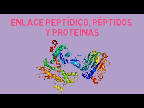 Diferencia entre péptido y proteína: una explicación concisa y clara