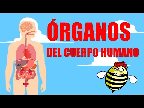 El sistema de órganos en el cuerpo humano y sus partes