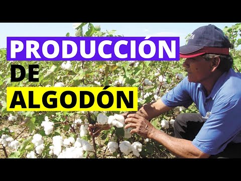El algodón está compuesto en su mayoría de fibras naturales.