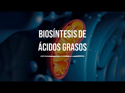 Biosíntesis de ácidos grasos: bioquímica esencial para comprender su función.