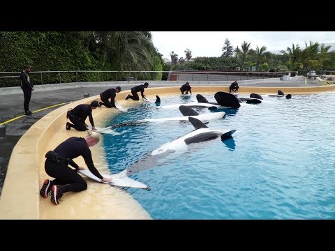 Cómo se clasifican las orcas según su forma de alimentación