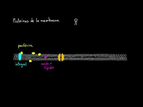 La función transportadora de las proteínas en la célula