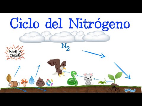 Descubre qué es el ciclo del nitrógeno y su importancia