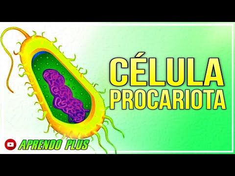 Los componentes de la célula procariota y su función principal