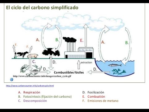 El ciclo del carbono y el calentamiento global: una relación crítica.
