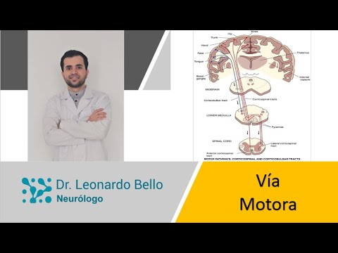 La función motora del sistema nervioso: claves para comprenderla.