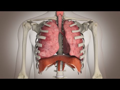 La ubicación de los pulmones en el cuerpo humano