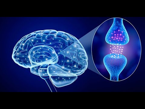 Cuadro comparativo: los neurotransmisores y su comparación en detalle.