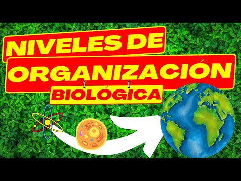 Niveles de organización celular en los seres vivos: una visión general