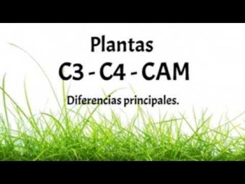 Comparativo: Plantas C3, C4 y CAM, un cuadro explicativo.