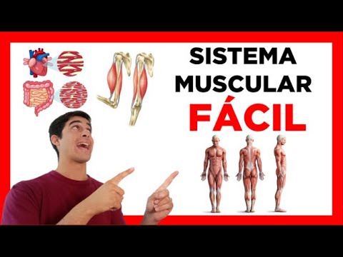 Cuál es la función principal del sistema muscular?