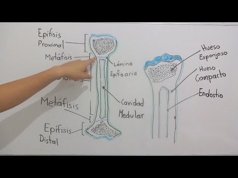 La prolongación ósea, un tejido que forma la estructura.