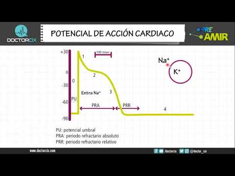 El potencial de acción cardíaco: fases y su importancia.