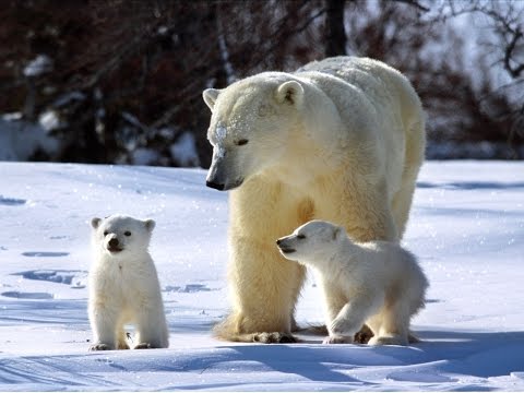 Características notables de los osos polares en su hábitat natural