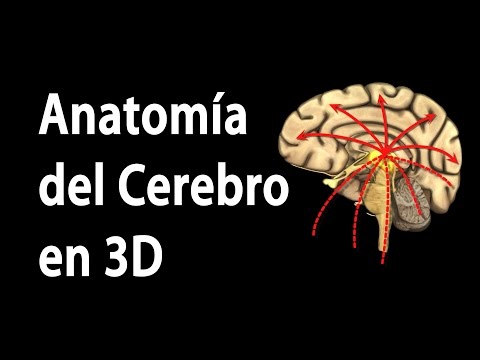 La función del cerebro en el sistema nervioso central.