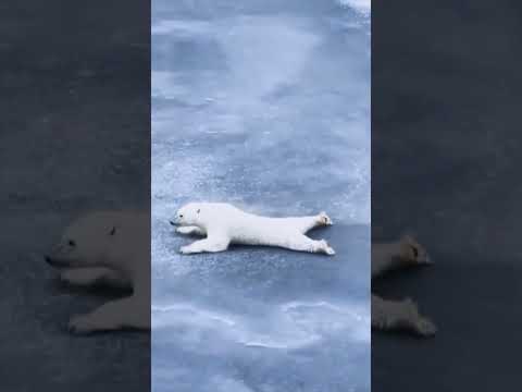 Cómo podemos proteger al oso polar: consejos esenciales a seguir