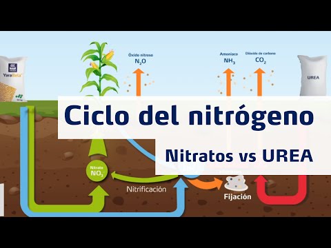 Compuestos que obtienen los nitrificantes: una investigación reveladora.