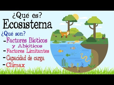 Para existir un ecosistema, es necesario que haya una diversidad