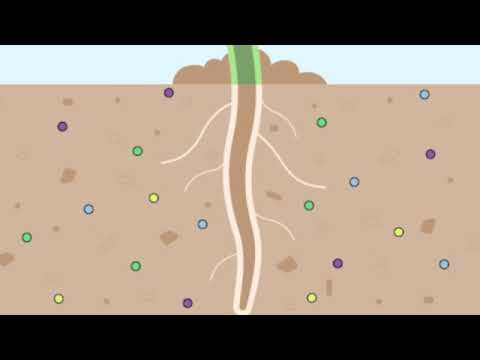 Qué parte de la planta absorbe los nutrientes necesarios: materiales.