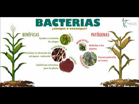 Factores importantes que influencian el desarrollo de las plantas: un análisis.